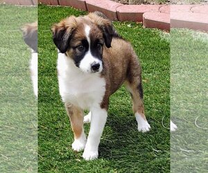 Australian Shepherd-Unknown Mix Dogs for adoption in Prosser, WA, USA