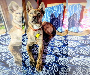 Mutt Dogs for adoption in Sandy, UT, USA