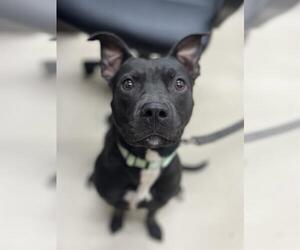 Mutt Dogs for adoption in Center Township, PA, USA