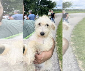 Poodle (Standard)-Unknown Mix Dogs for adoption in New London, WI, USA