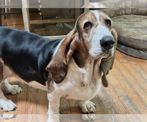 Basset Hound Dogs for adoption in Brookville, OH, USA