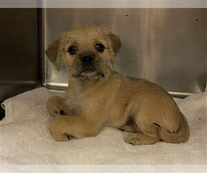 Border Terrier-Unknown Mix Dogs for adoption in Rancho Cucamonga, CA, USA