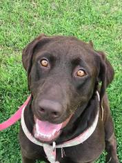 Labrador Retriever Dogs for adoption in Seguin, TX, USA