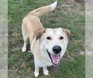 Anatolian Shepherd-Unknown Mix Dogs for adoption in Conroe, TX, USA