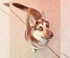 Siberian Husky-Unknown Mix Dogs for adoption in Sacramento, CA, USA