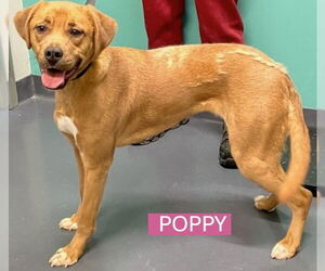 Mutt Dogs for adoption in Spring Lake, NJ, USA