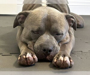 Mutt Dogs for adoption in  Gainesville, FL, USA