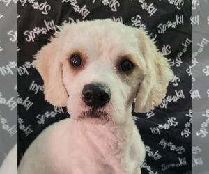 Cavalier King Charles Spaniel-Unknown Mix Dogs for adoption in FAIRLAWN, OH, USA