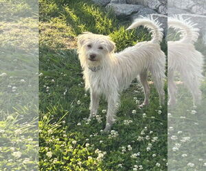 Mutt Dogs for adoption in Pacolet, SC, USA