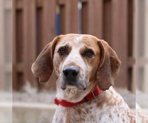 Coonhound Dogs for adoption in Parma, OH, USA