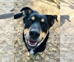 Australian Kelpie-Rottweiler Mix Dogs for adoption in Santa Barbara, CA, USA