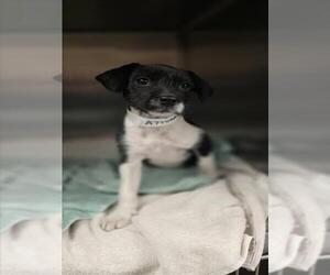 Cairn Terrier-Unknown Mix Dogs for adoption in Rancho Cucamonga, CA, USA