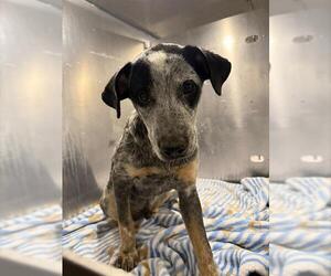 Mutt Dogs for adoption in San Antonio, TX, USA