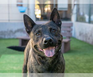 Mutt Dogs for adoption in Pasadena, CA, USA