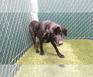 Labrador Retriever Dogs for adoption in Downey, CA, USA