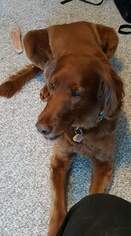 Irish Setter Dogs for adoption in Princeton, MN, USA