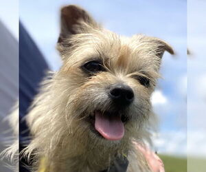 Mutt Dogs for adoption in Pacolet, SC, USA