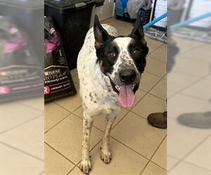 German Shepherd Dog-Unknown Mix Dogs for adoption in Ojai, CA, USA