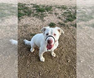 American Pit Bull Terrier-Unknown Mix Dogs for adoption in Pasadena, TX, USA