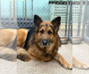 Mutt Dogs for adoption in Martinsburg, WV, USA