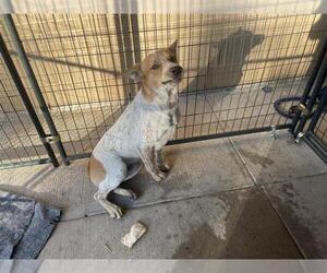 Mutt Dogs for adoption in Houston, TX, USA