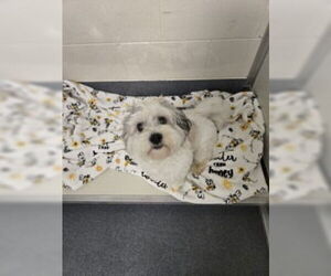 Dandie Dinmont Terrier Dogs for adoption in Glen Allen, VA, USA