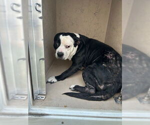 Mutt Dogs for adoption in Louisville, KY, USA