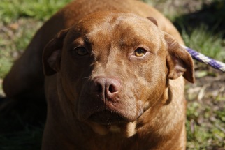 American Bulldog-Labrador Retriever Mix Dogs for adoption in Statesboro, GA, USA