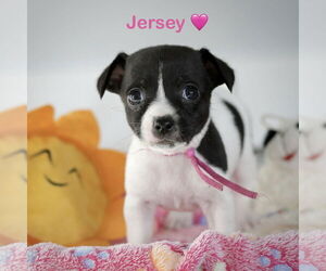 Chihuahua-Unknown Mix Dogs for adoption in Corona, CA, USA