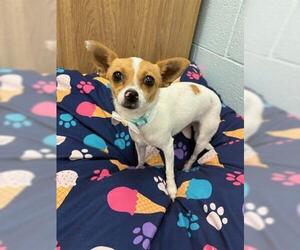 Rat Terrier Dogs for adoption in Brighton, CO, USA