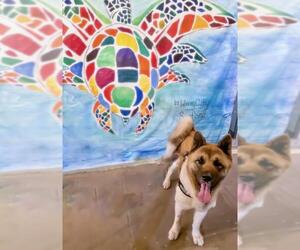 Akita Dogs for adoption in Sanford, FL, USA