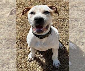 Mutt Dogs for adoption in Augusta, GA, USA