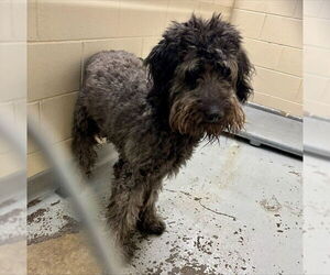 Huskies -Labrador Retriever Mix Dogs for adoption in Anchorage, AK, USA