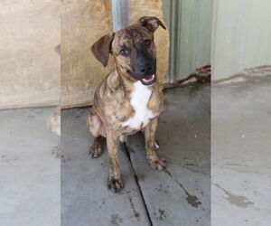 Boxer-Unknown Mix Dogs for adoption in El Centro, CA, USA