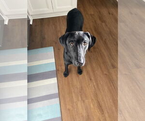 Labrador Retriever Dogs for adoption in Miami, FL, USA