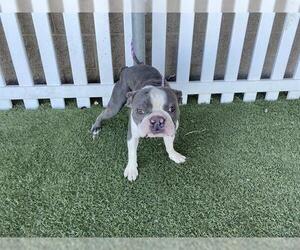 Boston Terrier Dogs for adoption in Modesto, CA, USA