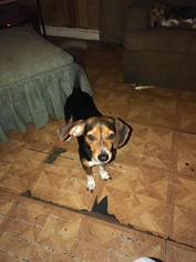 Beagle Dogs for adoption in Baraboo, WI, USA