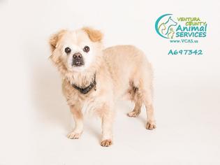 Pekingese Dogs for adoption in Camarillo, CA, USA