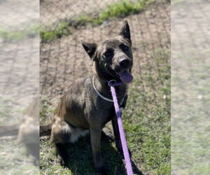 Labmaraner Dogs for adoption in Conroe, TX, USA