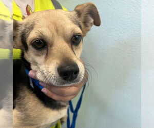 Chihuahua-Unknown Mix Dogs for adoption in Chico, CA, USA