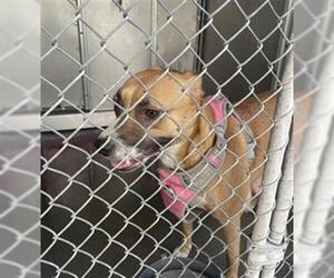 Boxer-Unknown Mix Dogs for adoption in Redlands, CA, USA