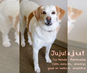 Beagle-Collie Mix Dogs for adoption in Bridgewater, NJ, USA