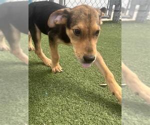 German Shepherd Dog-Unknown Mix Dogs for adoption in Texas City, TX, USA