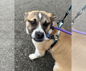 Mutt Dogs for adoption in Bellevue, WA, USA