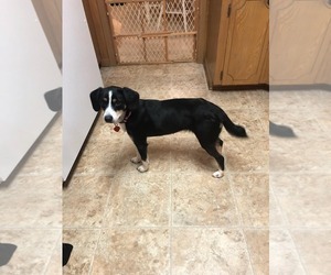 Beagle-Unknown Mix Dogs for adoption in Shreveport, LA, USA