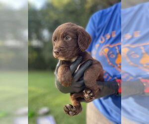 Labrador Retriever-Unknown Mix Dogs for adoption in Derwood, MD, USA