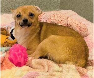 Chihuahua Dogs for adoption in San Martin, CA, USA