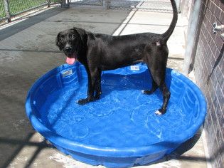Labrador Retriever-Unknown Mix Dogs for adoption in McPherson, KS, USA