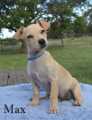 Chiweenie Dogs for adoption in Junction, TX, USA