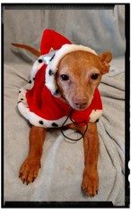 Chiweenie Dogs for adoption in Oakhurst, NJ, USA